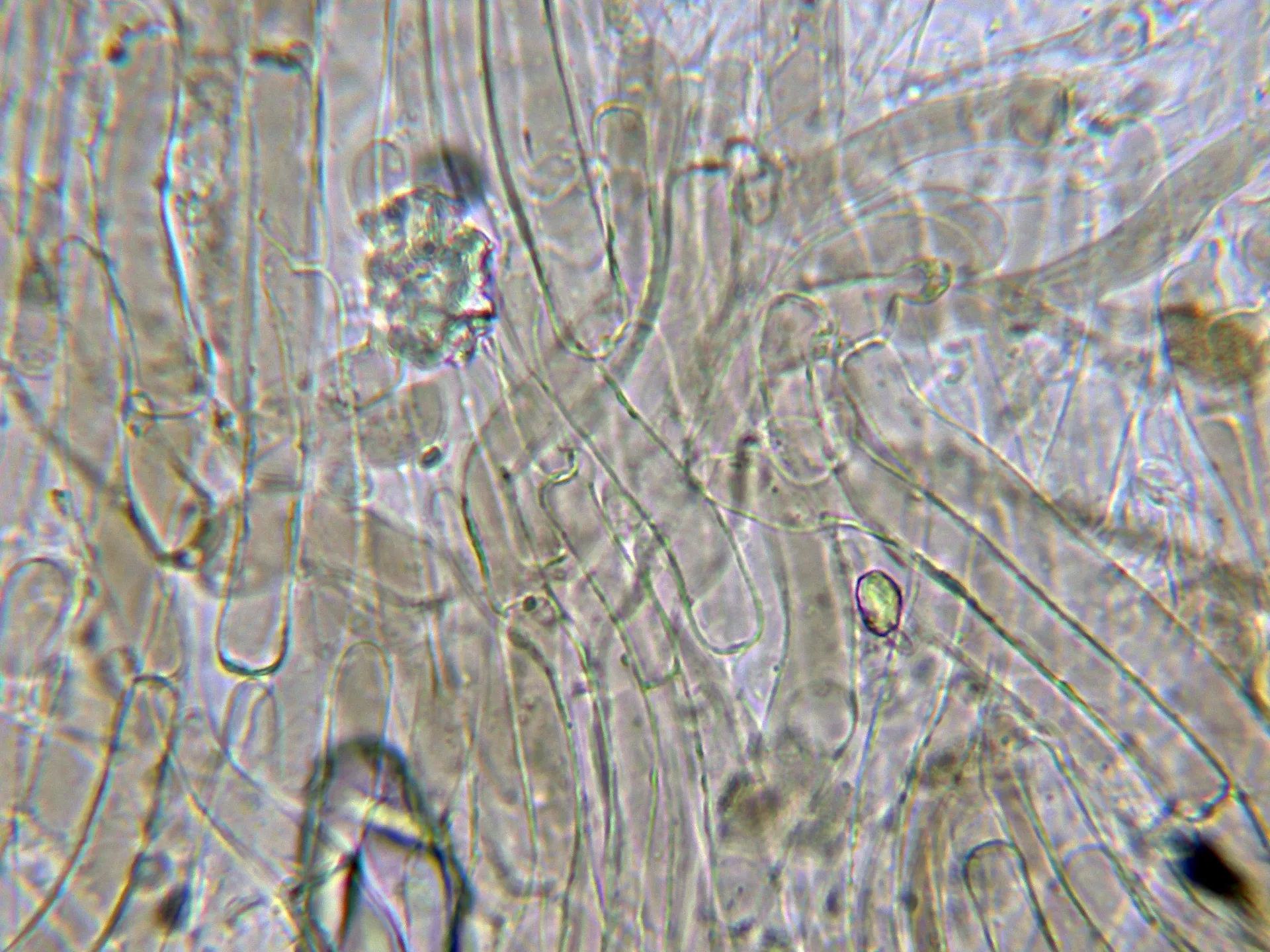 Microscopía de Spodocybe fontqueri - 6 - Suprapellis agua con fibulas-001